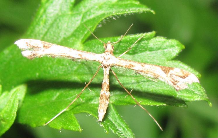 Pterophoridae da ID (2)